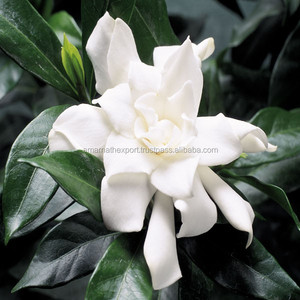พุดดิ้งธรรมชาติแท้100% บริสุทธิ์สินค้าคุณภาพพรีเมี่ยม - Product Image 3