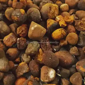 Best Cattle Ox Gallstones, Dried Quality/100% Whole and Broken Ox Bezoar/Gallstones at Affordable Prices