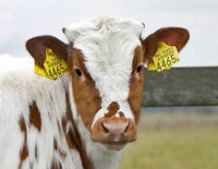 Étiquette d'oreille animale UHF RFID de bonne qualité pour le suivi de comptage de bétail de mouton de porc de vache