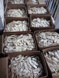 Hueso de Sepia Seco Natural de Fábrica en Vietnam, Venta al por Mayor, Calidad de Exportación OEM - Product Image 4