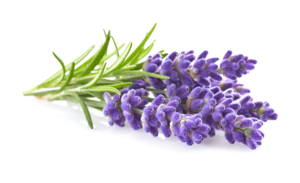 Proveedores de aceite de lavanda para fabricación de Perfume, a bajo precio, de los países europeos - Product Image 4