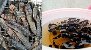 Gleditsia Seca Orgánica / Fructus Gleditschiae para el Cabello en 2021 - Product Image 5