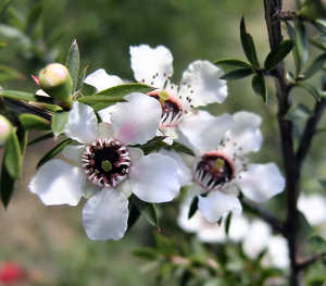 Premium Manuka <b>Essential</b> <b>Oil</b>: 100 % Pure Organic <b>Oil</b> Export Private Label Wholesale Supply for Skin & <b>Hair</b> Care, Aromatherapy - Product Image 3