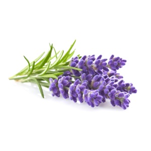 Huile essentielle de lavande et de tea tree 100% pure, certifiée GMP Bulgarie, distillée à la vapeur, huile aromatique pure à 100% - Product Image 3