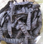 Gleditsiae/frutus Gleditschiae séché au VietNam pour cheveux de bonne qualité - Product Image 4