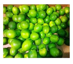 CITRON LIME SANS GRAINES DU VIET NAM DE BONNE QUALITÉ MEILLEUR PRIX POUR LA VENTE EN GROS - Product Image 5