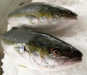 Prodotto di Vendita caldo Fresco Yellowtail Frutti di Mare All'ingrosso - Product Image 1