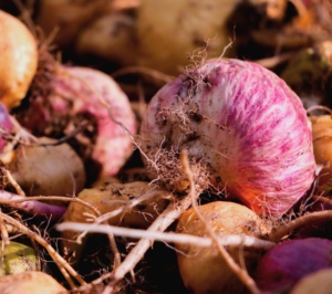 Polvo de raíz de Maca roja, superventas, al mejor precio - Product Image 2