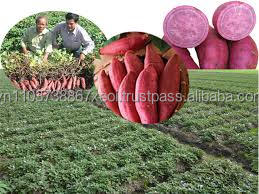 OFERTA ESPECIAL: Batata Fresca de Estilo Dulce para Venta al por Mayor en 2024 - Product Image 4