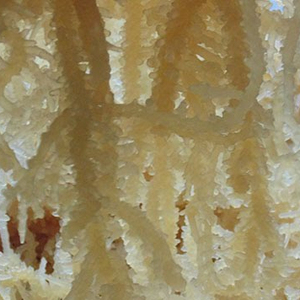 Algues marines - EUCHEUMA COTTONII/ SARGARASSUM - Product Image 3