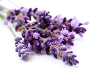 Hydrolat de lavande Bulgarie Fleurs 100% Pur OEM/ODM - Product Image 4