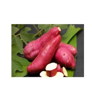 Sıcak satış taze tatlı patates/BATATA DOCE ithalatçılar için dünya + 84-845-639-639 (Whatsapp)