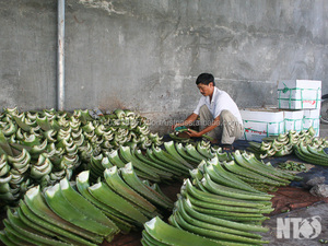 Aloevera-Polvo de fabricación en Vietnam - Product Image 5