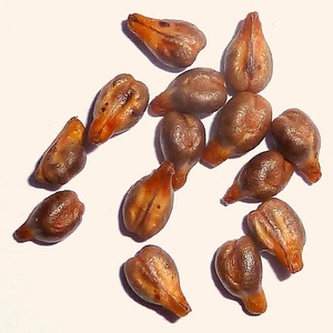 Aceite Portador de Semillas de Uva 100% Puro, Prensado en Frío, Certificado GMP, Origen España, Venta al Por Mayor - Product Image 6
