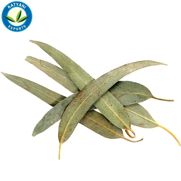 Compre online óleo essencial de eucalipto 100% puro e natural, óleo essencial para cuidados com a pele