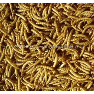 Heze-fábrica de alimentos para aves, gusano de harina comestible, insectos secos - Product Image 3