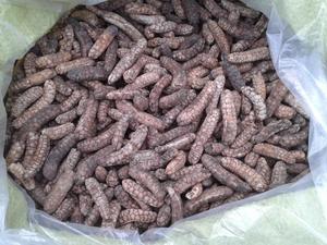 MUSA ACUMINATA, precio barato - Product Image 3