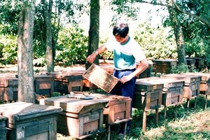 Le nid d'abeille complète les saveurs des fruits pour chaque occasion du Vietnam - Product Image 4