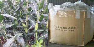 ENSILAGE DE MAÏS/ENSILAGE DE CÉTOUT/RESIDUS AGRICOLES - Product Image 3