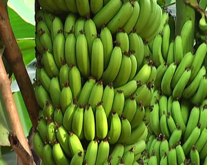 VietNam <b>Fresh</b> Green Cavendish <b>Bananas</b>/High Quality for Sale - Product Image 2