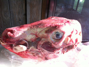 HALAL FROZEN BONE MARROW BUFFALO MEAT SMOKED BULK AVAILABLE for SALE at BEST PRICE - Product Image 3