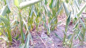 ARROWROOT FRESCO DE ALTA CALIDAD - Product Image 6