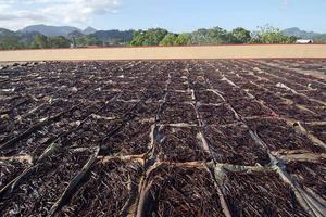 GOOD Dried Top Grade 100% Natural Certified Organic <b>Vanilla</b> <b>Beans</b> - Product Image 2