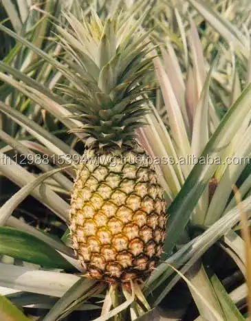 Taze altın ananas (MD2)