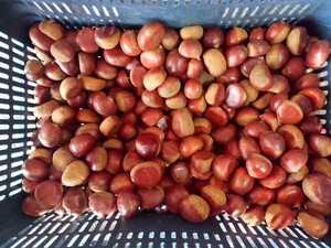 Châtaignes séchées de qualité supérieure, paquet en vrac de 5 kg - Product Image 3