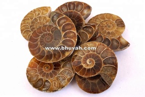 อัญมณีหลวมแอมโมไนต์ - Product Image 2