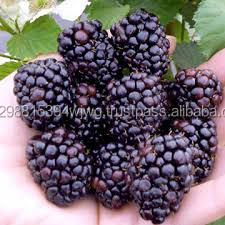 Juya — burrets frais de qualité A, rasoirs, derbrés, bleu blackcurer - Product Image 4