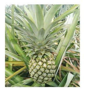 QUEEN PINEAPPLE À VENDRE AVEC LE MEILLEUR PRIX/VIETNAM 2023 - Product Image 4