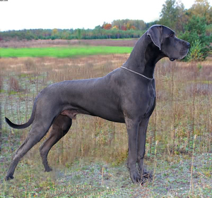 Vente flash - Statue <span class=keywords><strong>de</strong></span> <span class=keywords><strong>chien</strong></span> <span class=keywords><strong>de</strong></span> grande taille en résine <span class=keywords><strong>de</strong></span> jardin, animal grandeur nature, en fibre <span class=keywords><strong>de</strong></span> verre, sculpture <span class=keywords><strong>de</strong></span> <span class=keywords><strong>chien</strong></span> <span class=keywords><strong>de</strong></span> grande race - Product Image 2