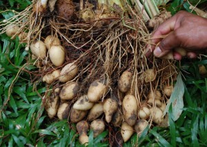 TOPI TAMBO / CALATHEA ALLOUIA - Castaña de Agua Vietnamita Especial - Product Image 3