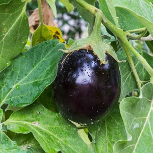 Engrais organique, conditionneur de sol, spécialement pour la culture du brinjal au Bangladesh - Product Image 6