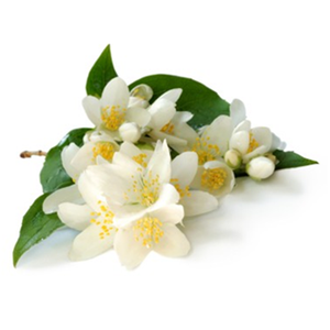 Huile Essentielle de Jasmin Biologique Pure Aromacare Distillée à la Vapeur pour la Fabrication de Parfums, Anti-rides, Éclaircissante et Hydratante - Product Image 6