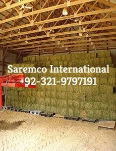 Anima Food (Rhodes Grass) Heu stroh in Big Bales Pellets Imort Export von Pakistan in den Nahen Osten
