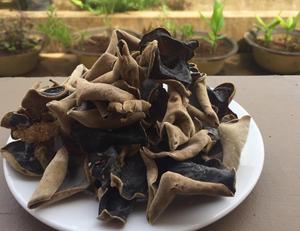 HONGOS NEGROS 100% NATURALES 2024 - Product Image 6