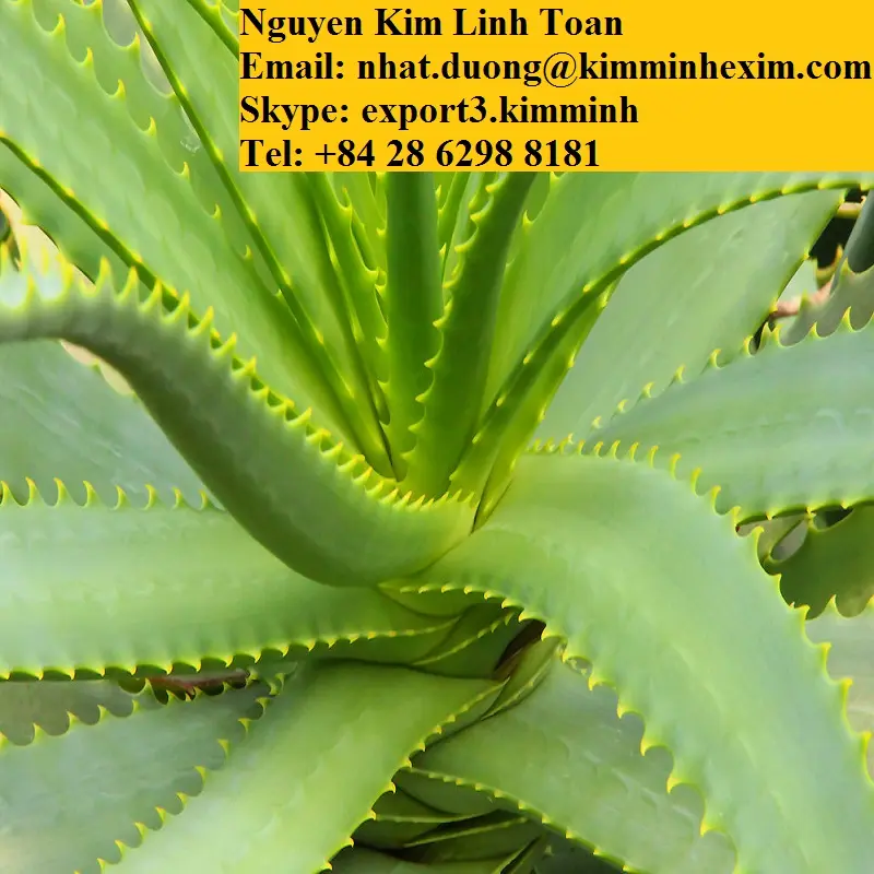 ALOE VERA LEAVES