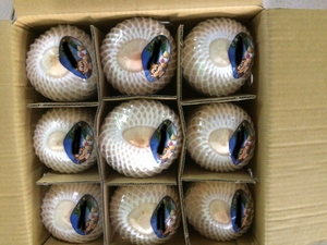 Young Coco-coco fresco de Tailandia - Product Image 5