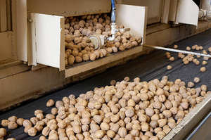 Nueces Secas Naturales de la Mejor Calidad, Grado A, Empaque de 10 kg, Precio Económico al por Mayor - Product Image 4