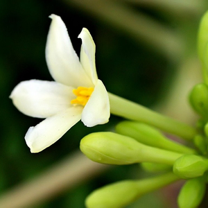 <b>FRESH</b> <b>PAPAYA</b> FLOWER DRIED <b>PAPAYA</b> FLOWER BEST HIGH QUALITY From Viet Nam/Holiday - Product Image 2