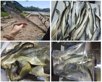 Meilleur prix pour la peau de poisson pangasius séchée de haute qualité |   Tête et corps entiers |   Sac de séchage au soleil naturel |   Origine Vietnam |   Faible en glucides, faible en matières grasses