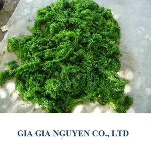 ULVA LACTUCA/ LECHUGA DE MAR/ POLVO DE ULVACEAE Grado Superior Marca GIA GIA NGUYEN Vietnam Modelo Dora 6-8kg/bolsa - Product Image 3