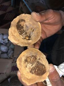 ฟอสซิล แฟคอปส์ ฟอสซิล เพียร์ สโตน บาซินส์ - Product Image 5