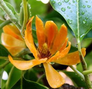 100% Pure Natural Nag Champa Premium <b>Perfume</b> Oil High Quality <b>Attar</b> for Scent Lovers - Product Image 4