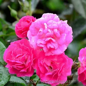 Natuurlijke Rose Water