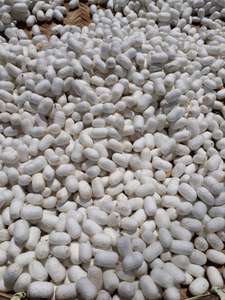 รังไหมธรรมชาติไม่มีหนอนจากเวียดนาม100% 2025 - Product Image 4