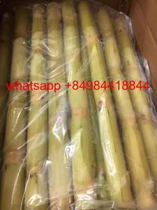 Caña de azúcar entera fresca congelada para jugo Origen de Vietnam 40CM Directo desde el campo Llame al 0084984418844 - Product Image 5