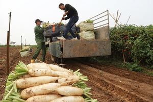 DAIKON FRAIS DE LA NOUVELLE RÉCOLTE DU VIETNAM en 2021 - Product Image 5